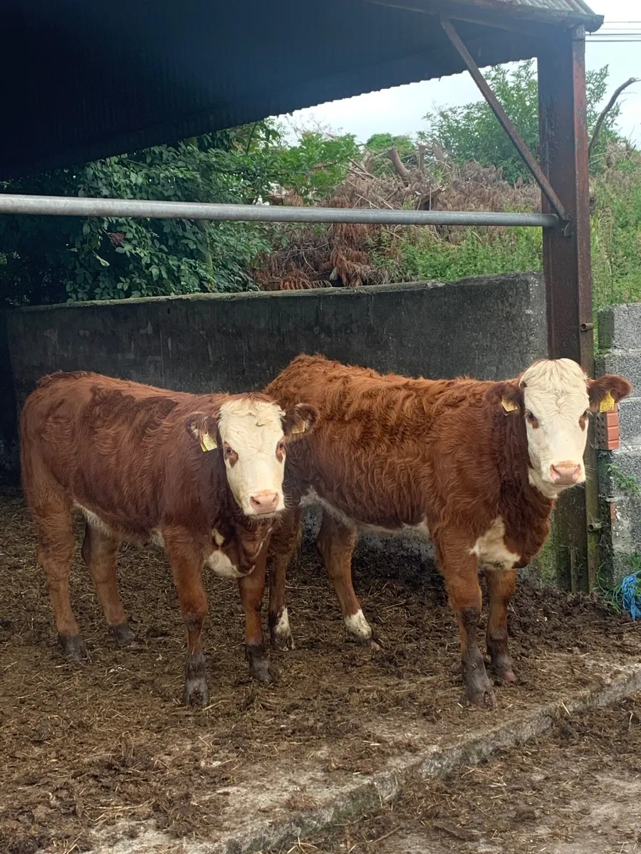 2 super 4⭐️  Genotyped LMX Breeding heifers - Image 1