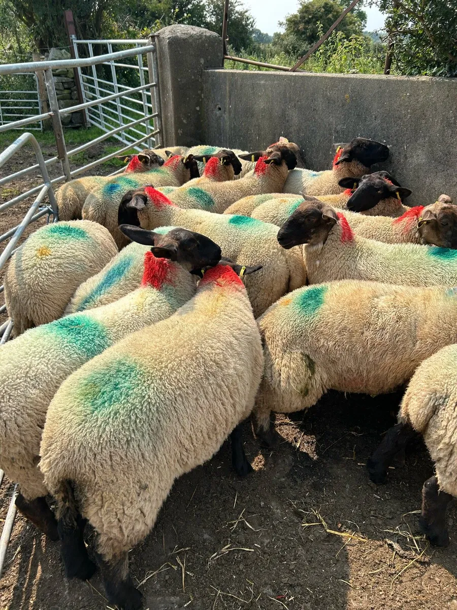 Suffolk X Ewe Lambs - Image 1