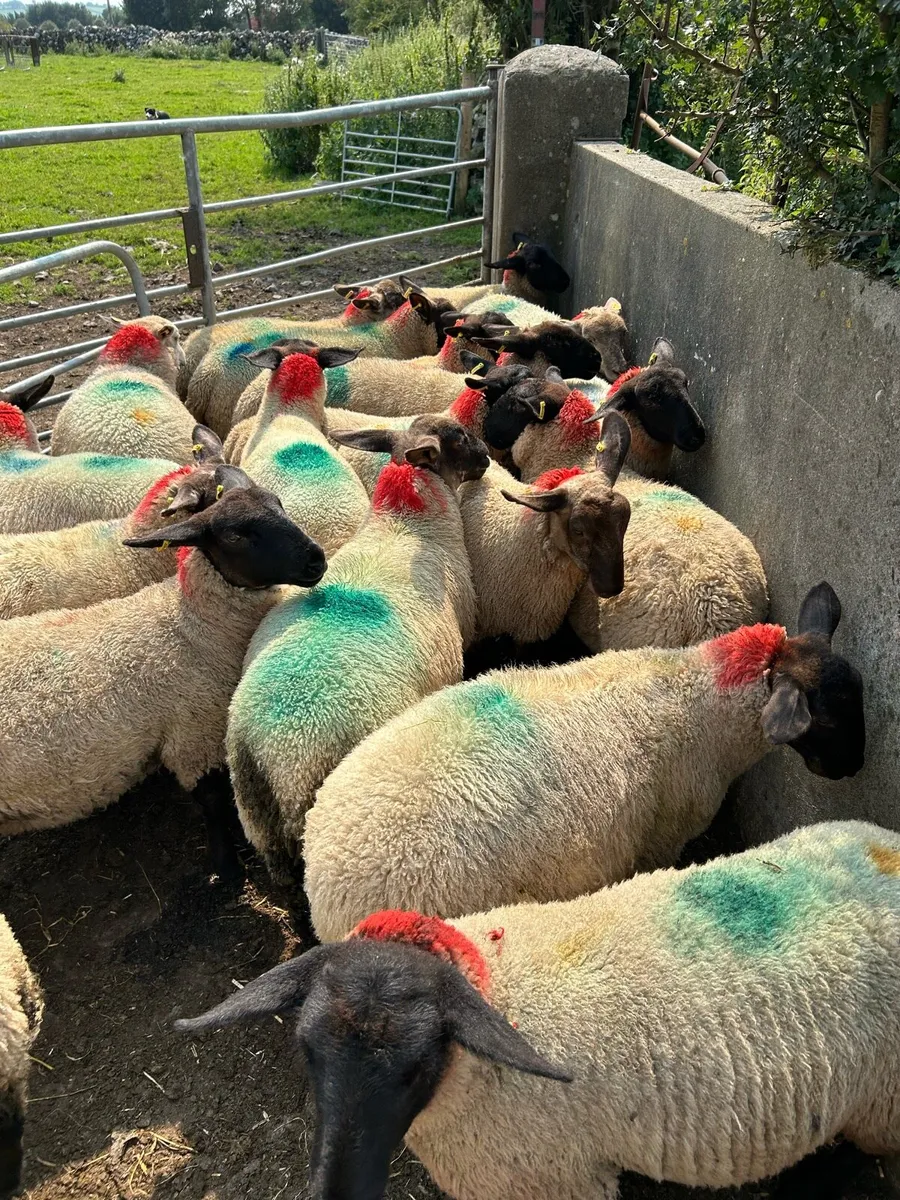 Suffolk X Ewe Lambs - Image 2