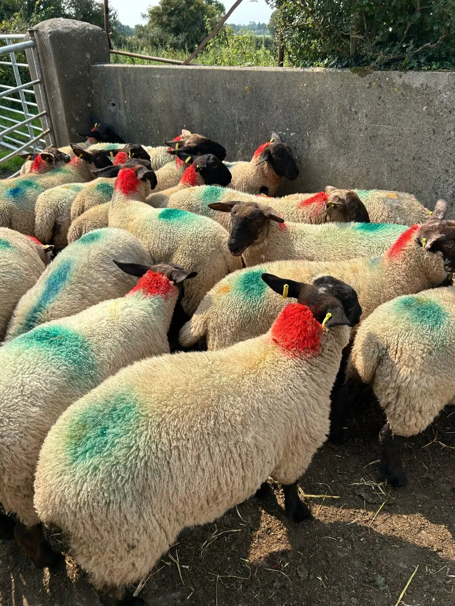 Suffolk X Ewe Lambs - Image 3