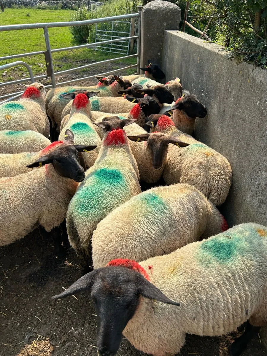 Suffolk X Ewe Lambs - Image 4