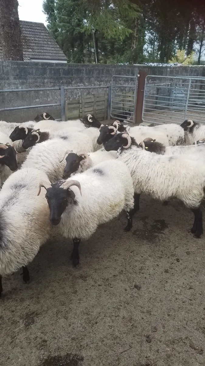 Mayo Blackface Hoggets - Image 1