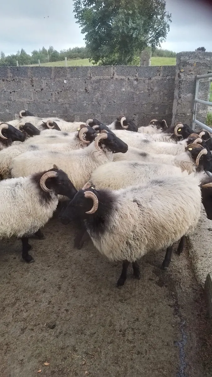 Mayo Blackface Hoggets - Image 2