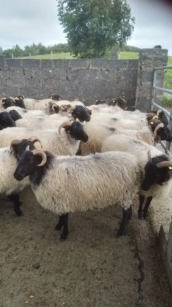 Mayo Blackface Hoggets - Image 3
