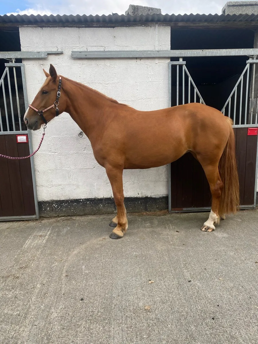 Stunning 15.1 mare - Image 2