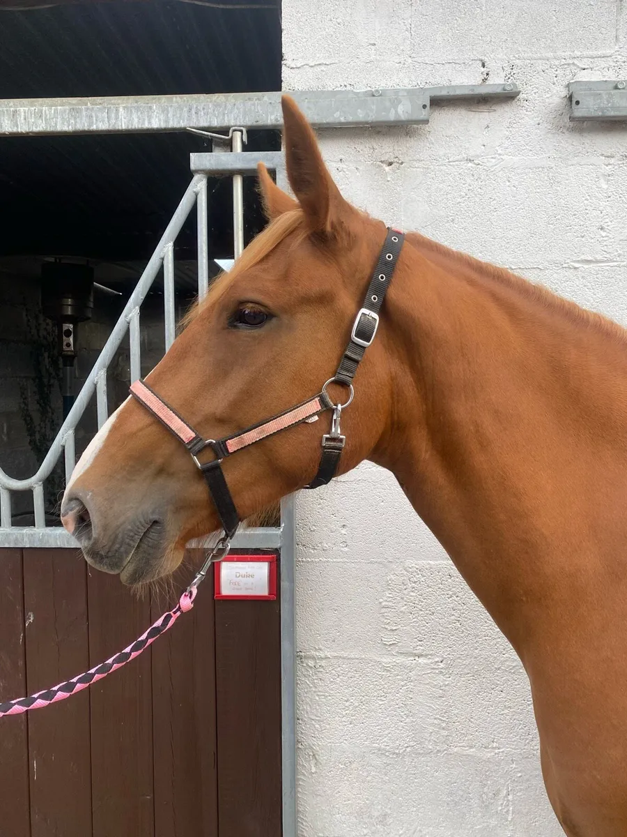 Stunning 15.1 mare - Image 4