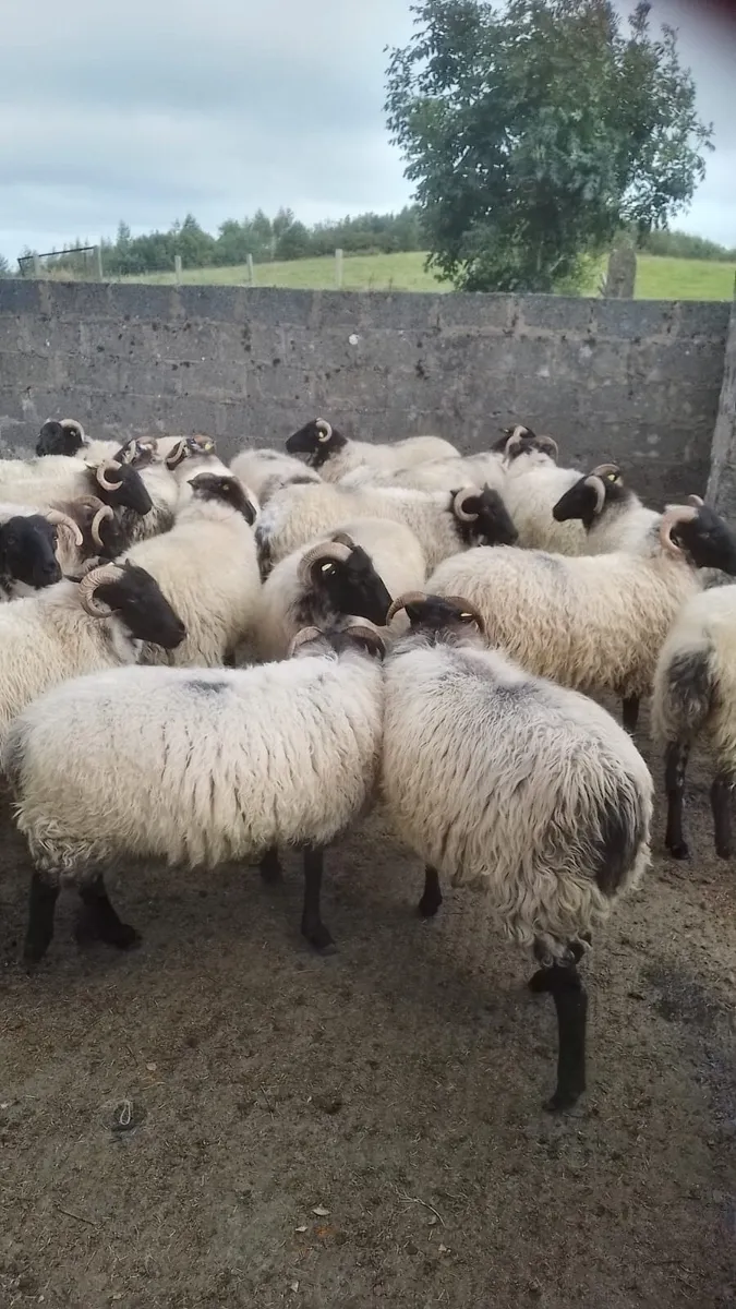 Mayo Blackface Hoggets - Image 4