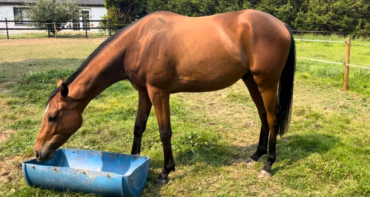 Horse - Image 1