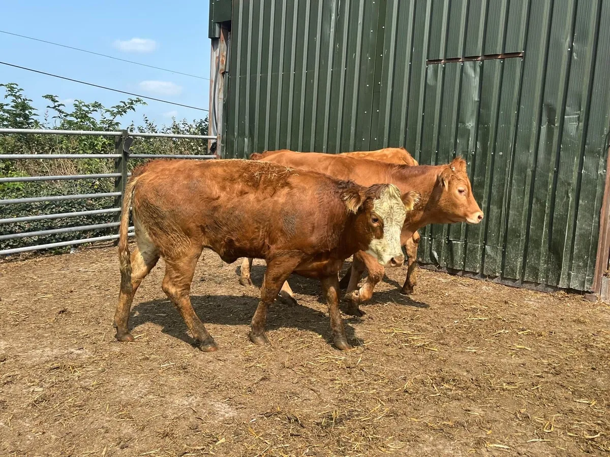 4 super 450 kg limosin store heifers - Image 1