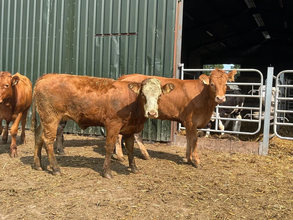 4 super 450 kg limosin store heifers - Image 2