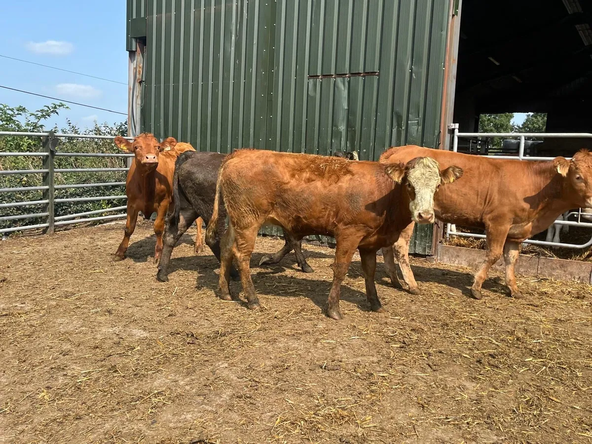 4 super 450 kg limosin store heifers - Image 3