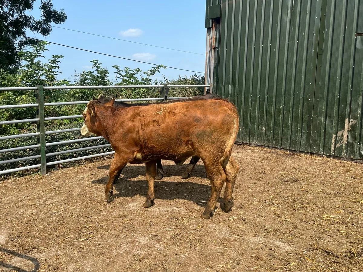 4 super 450 kg limosin store heifers - Image 4