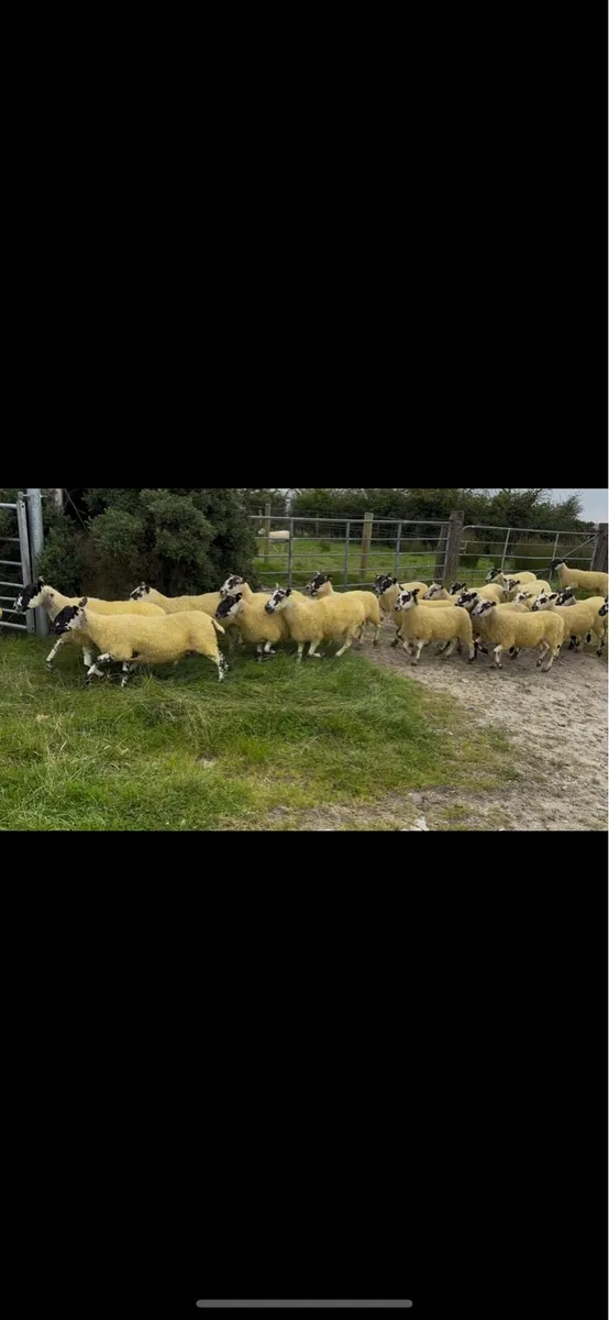 Mule hoggets
