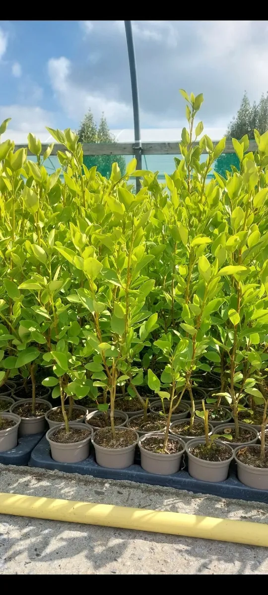 Griselinia Hedging - Image 2
