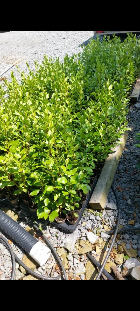 Griselinia Hedging - Image 4