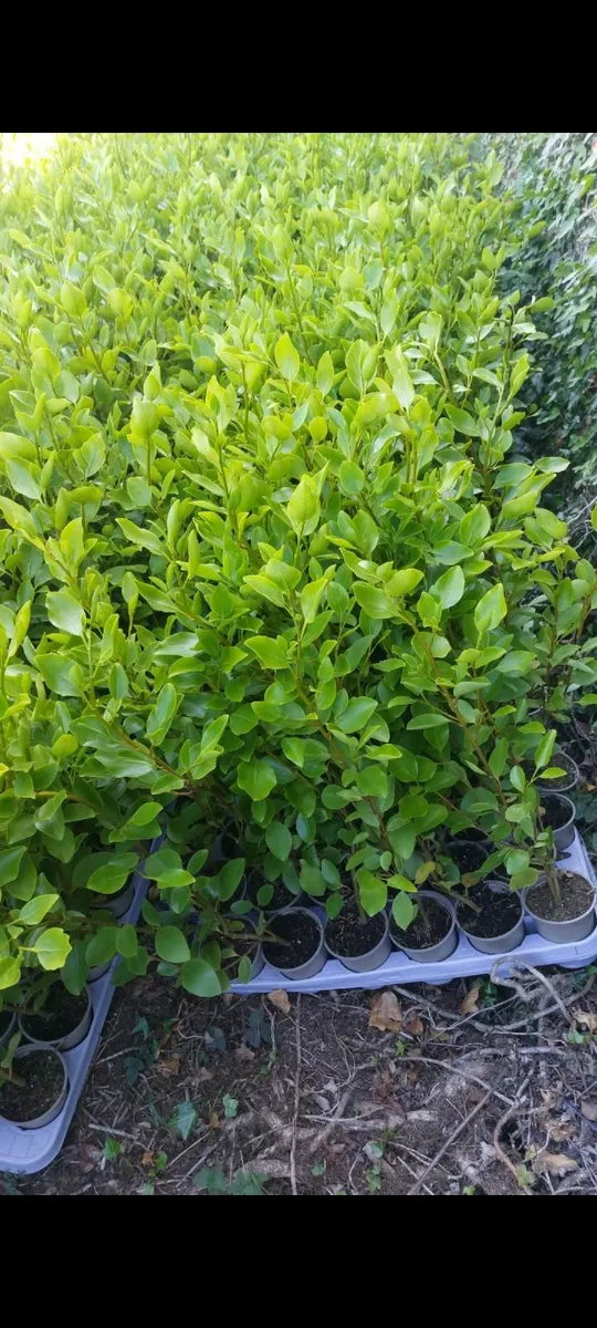 Griselinia Hedging - Image 1