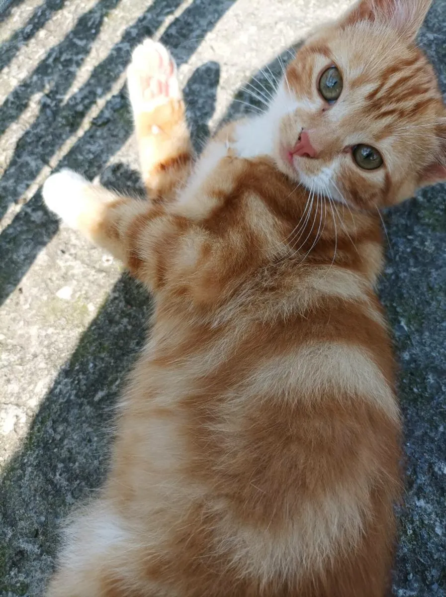 Kittens - Image 4