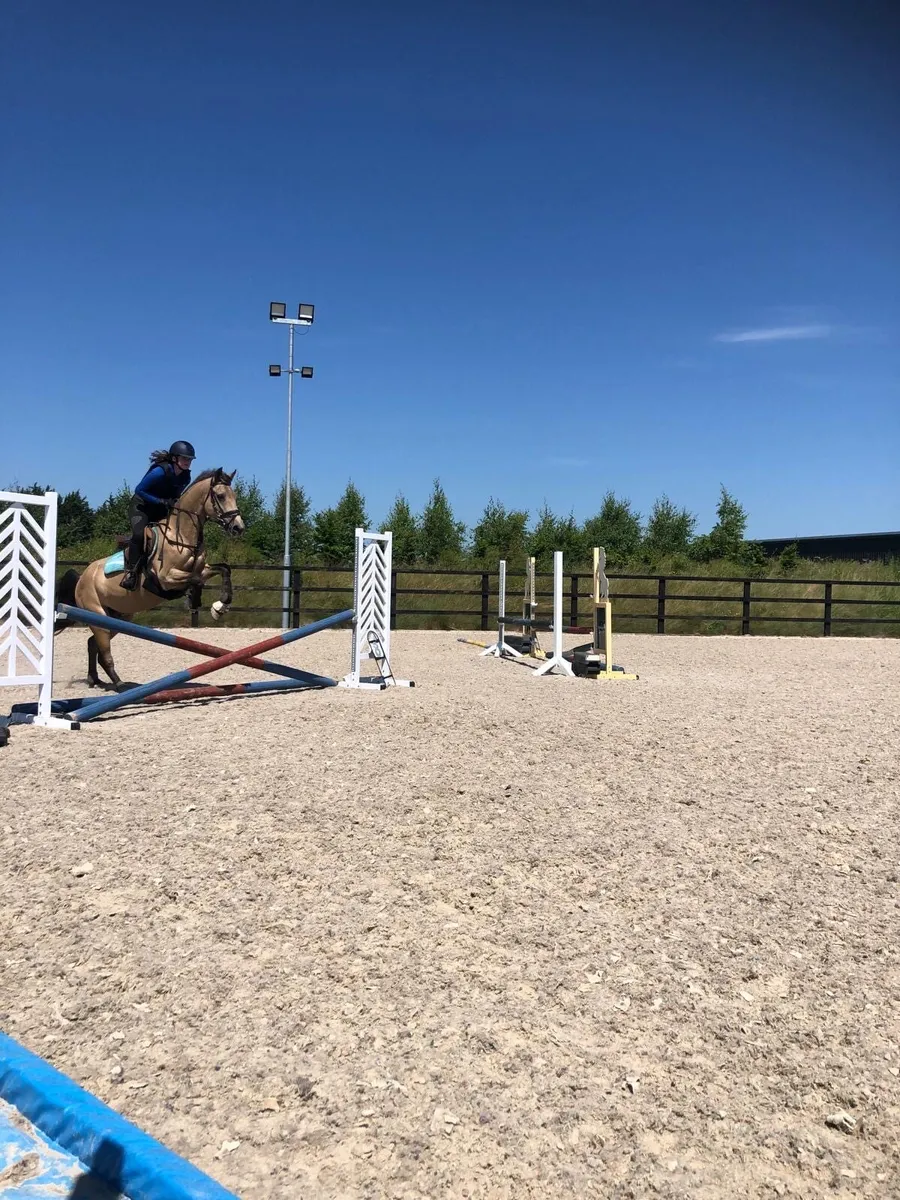 148 Ponies for sale - Image 1