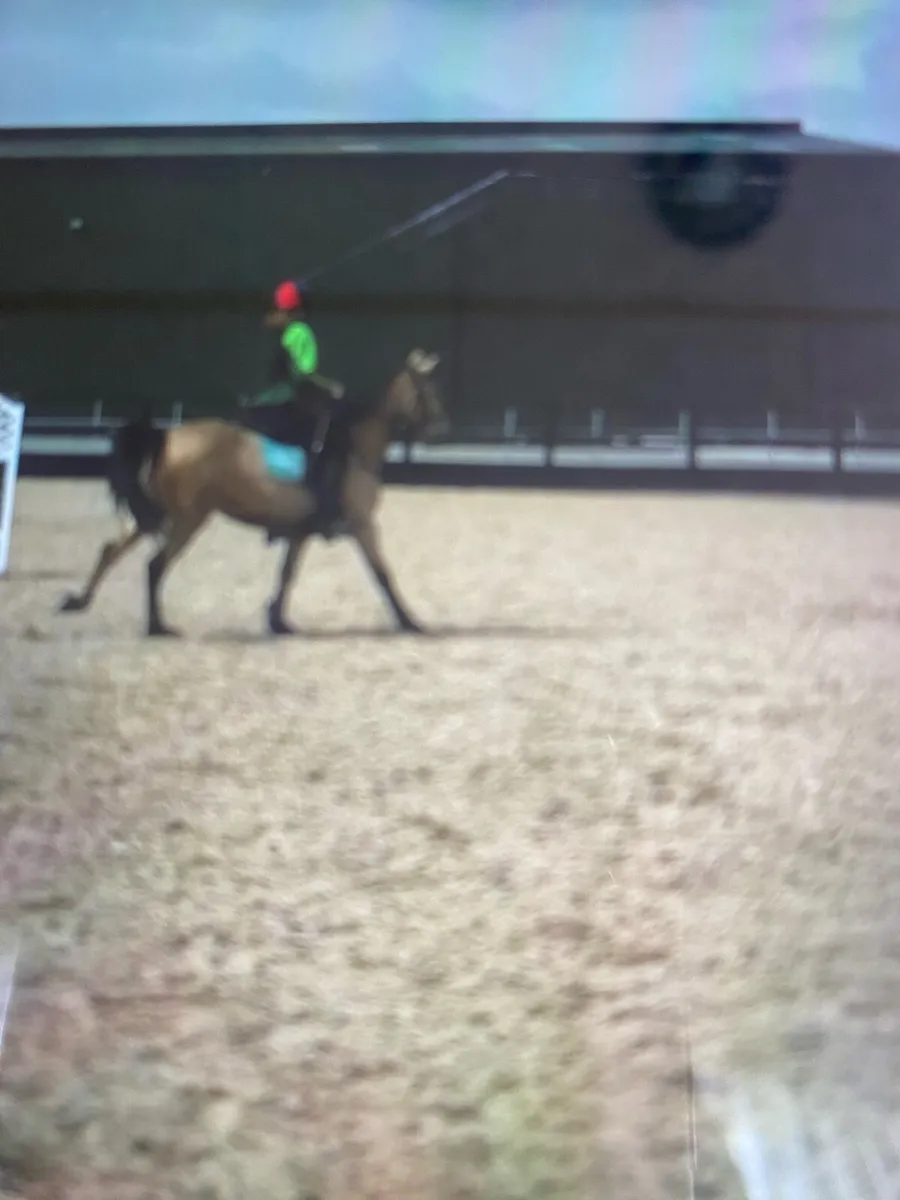 148 Ponies for sale - Image 2