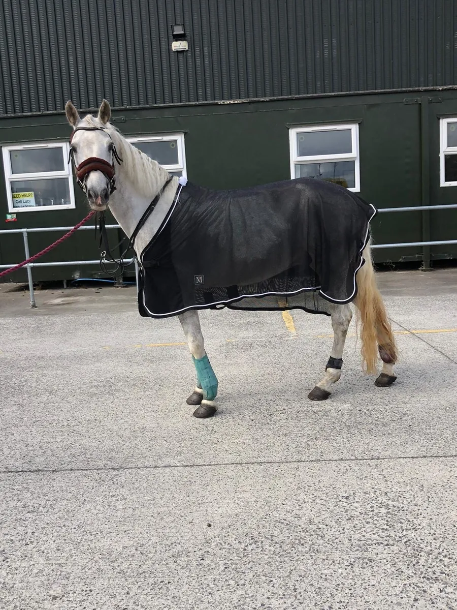 148 Ponies for sale - Image 4