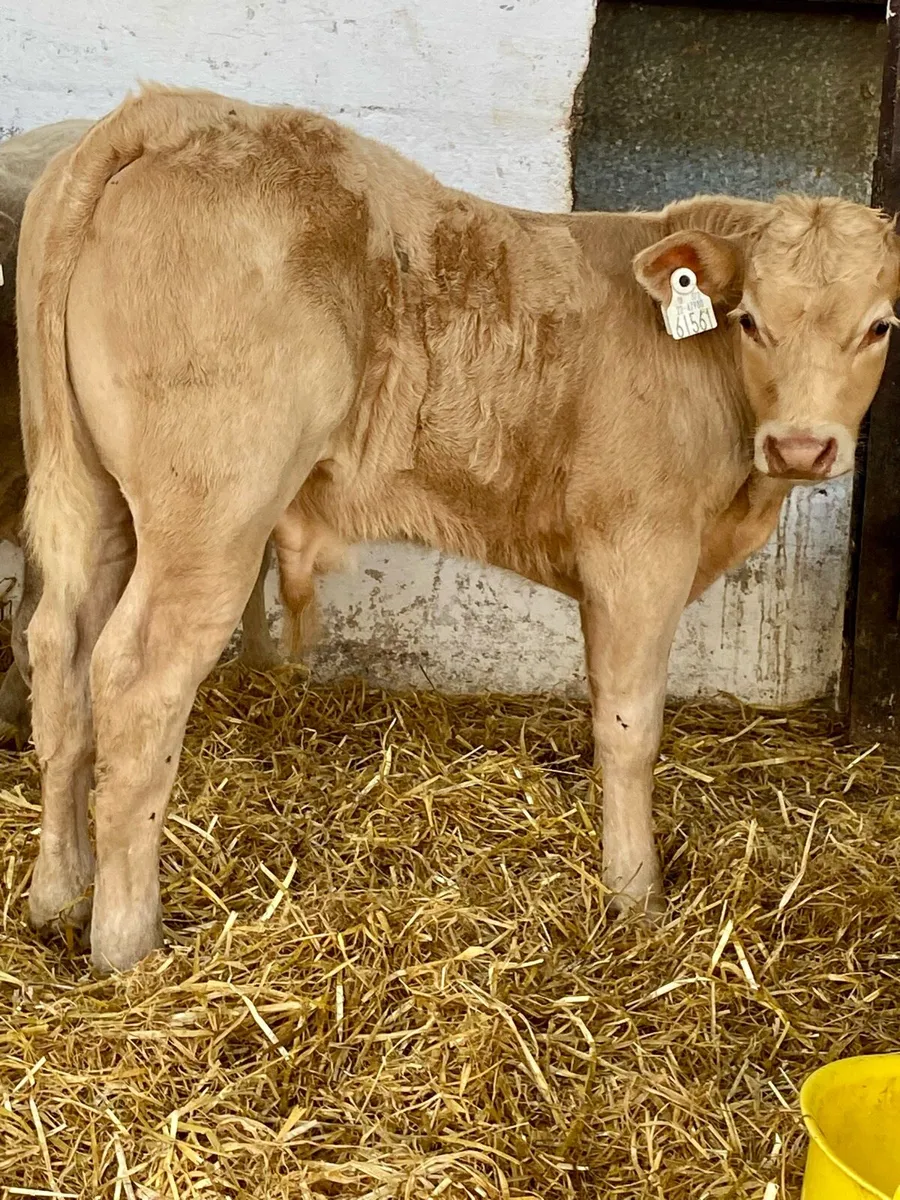 4 SERIOUS U GRADE  CONTINANTAL BULL CALVES - Image 3