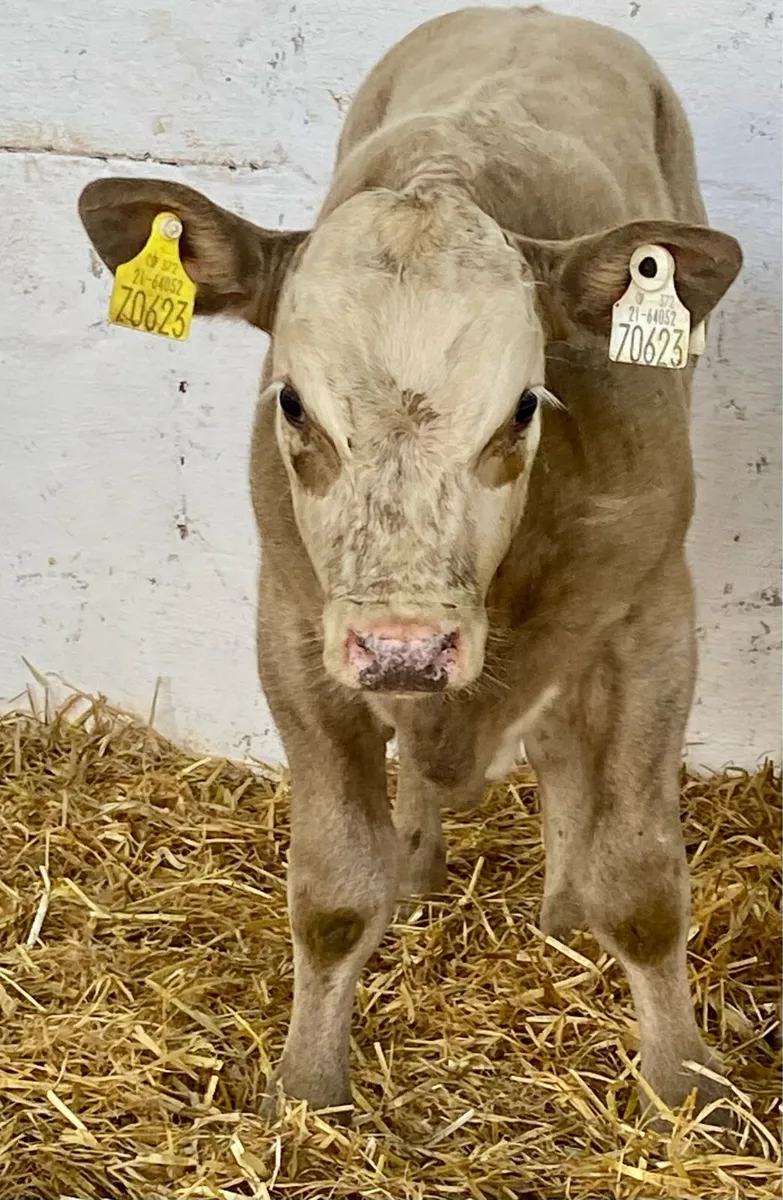 4 SERIOUS U GRADE  CONTINANTAL BULL CALVES - Image 4