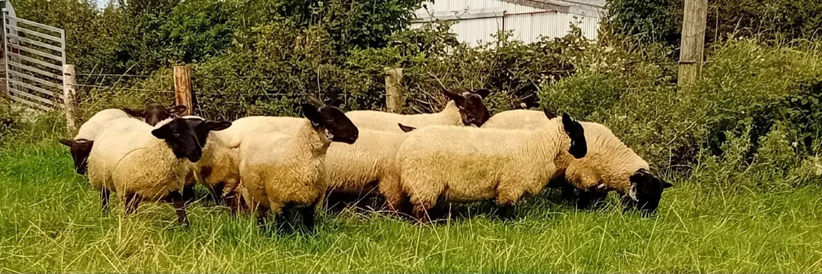 Suffolk Ewe Lambs - Image 1