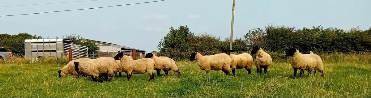 Suffolk Ewe Lambs - Image 2