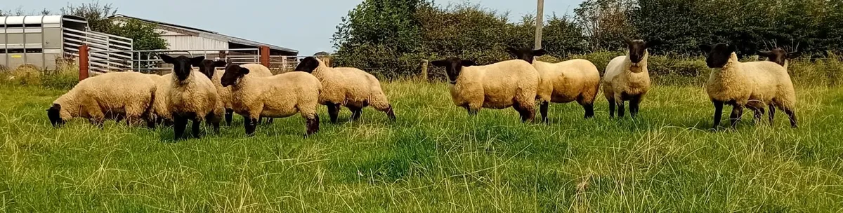 Suffolk Ewe Lambs - Image 3