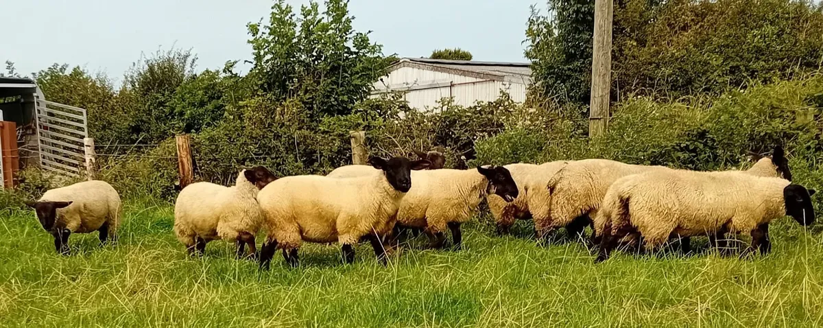 Suffolk Ewe Lambs - Image 4