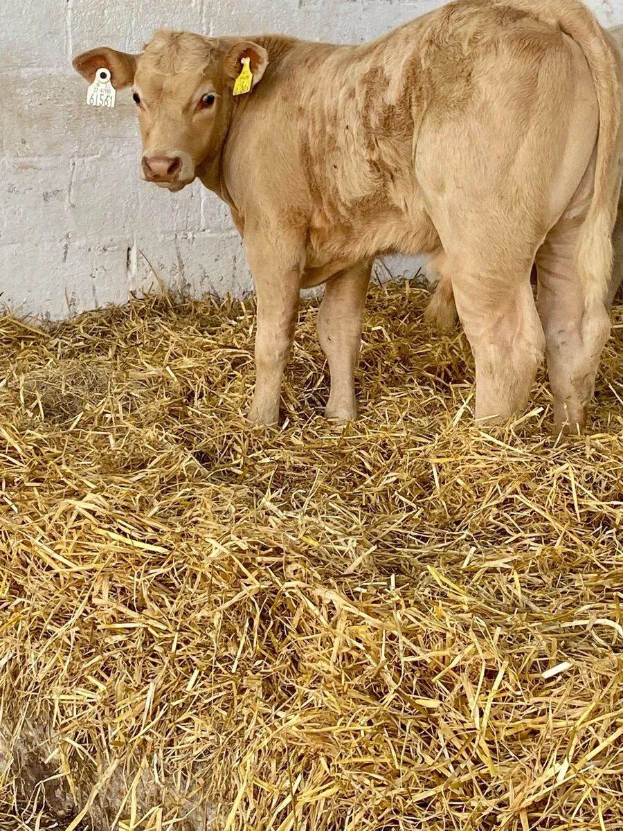 4 SERIOUS U GRADE  CONTINANTAL BULL CALVES - Image 1
