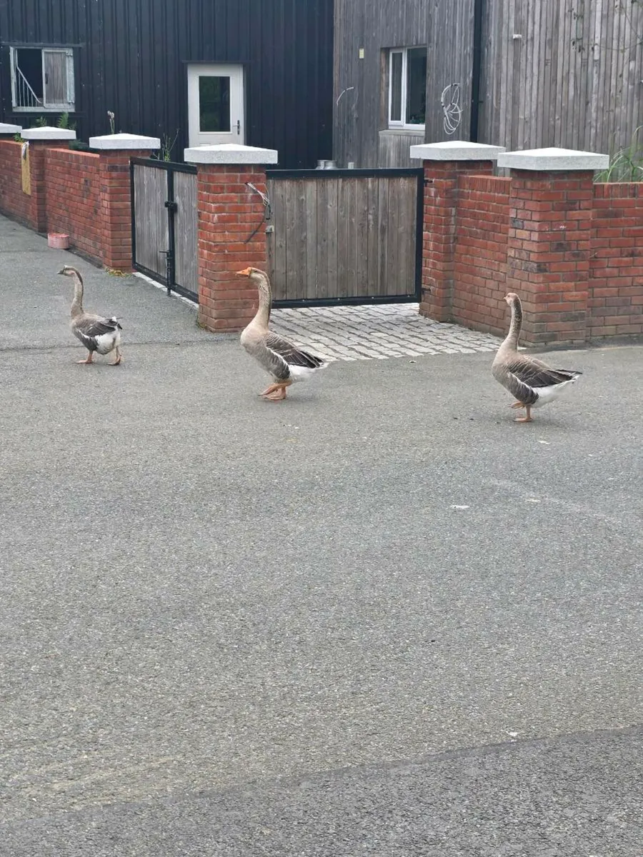 Geese - Image 1