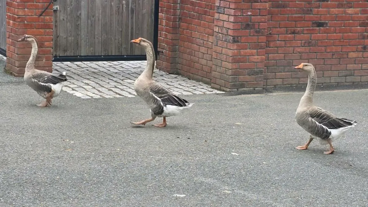Geese - Image 2