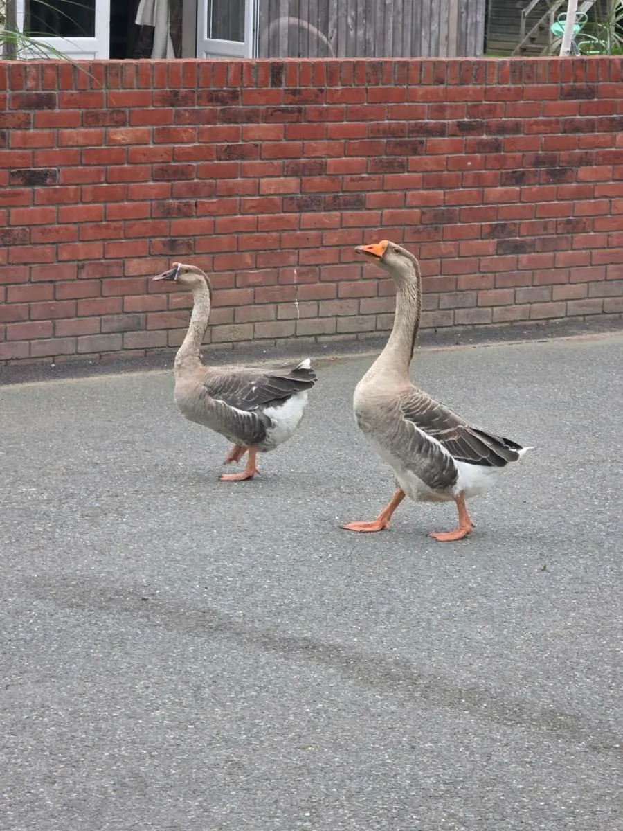 Geese - Image 3