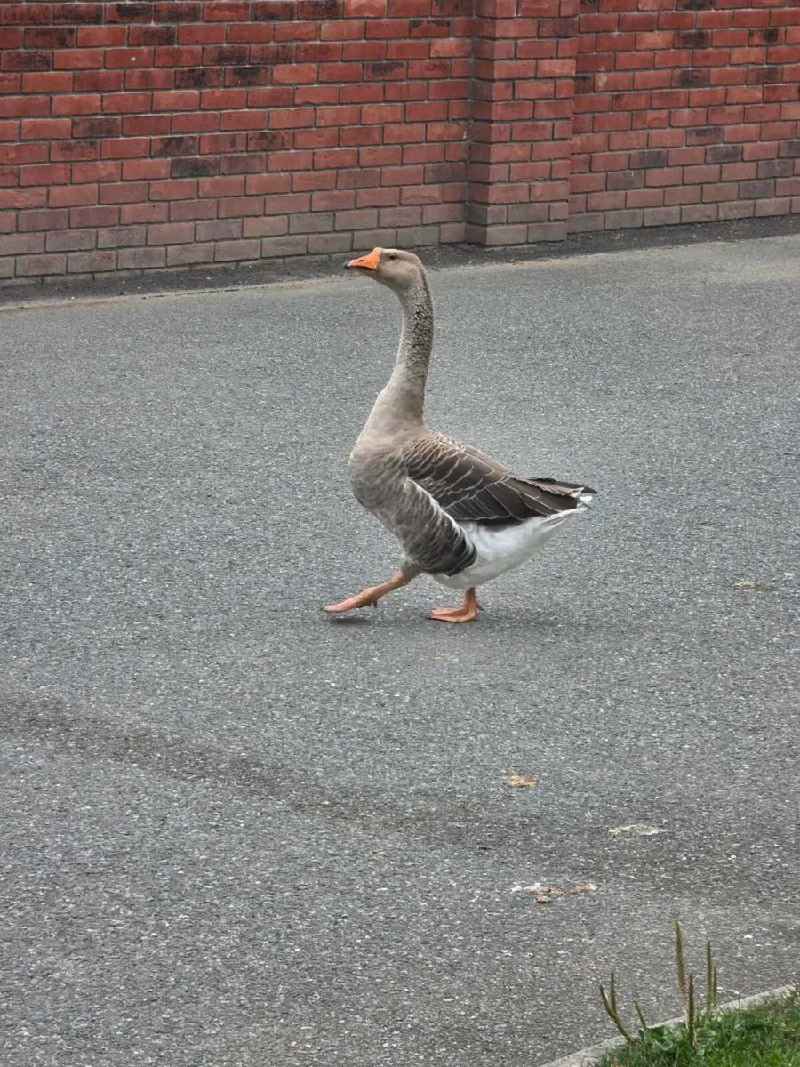 Geese - Image 4