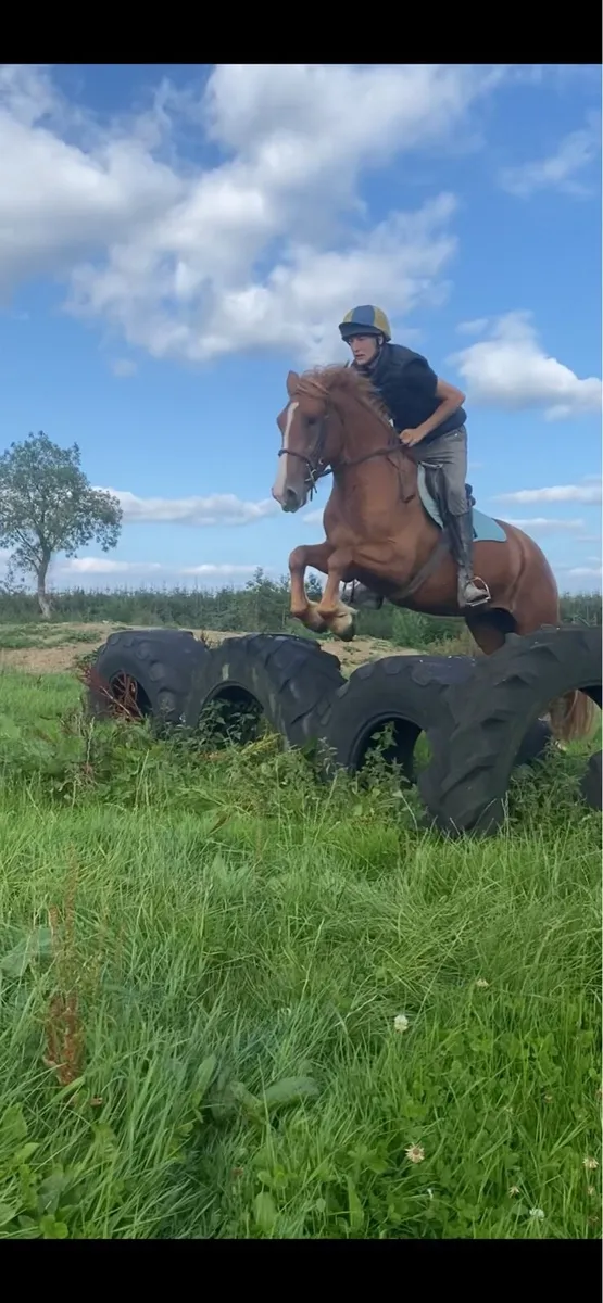 Stunning 15.1 mare - Image 1