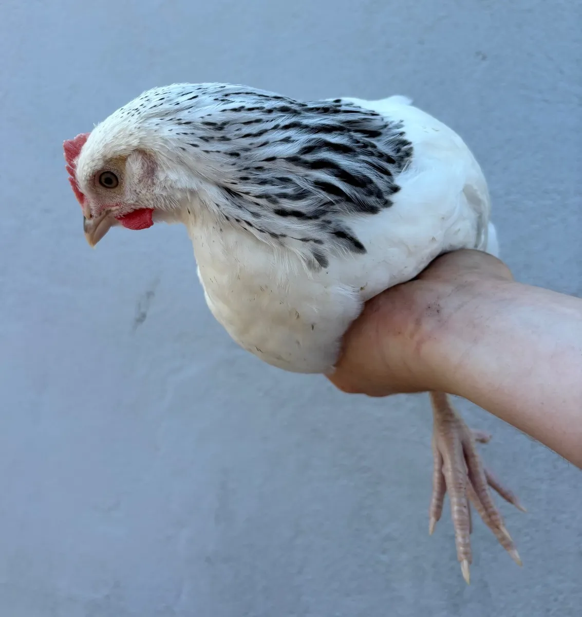 Pure Bred Light Sussex Rooster - Image 1