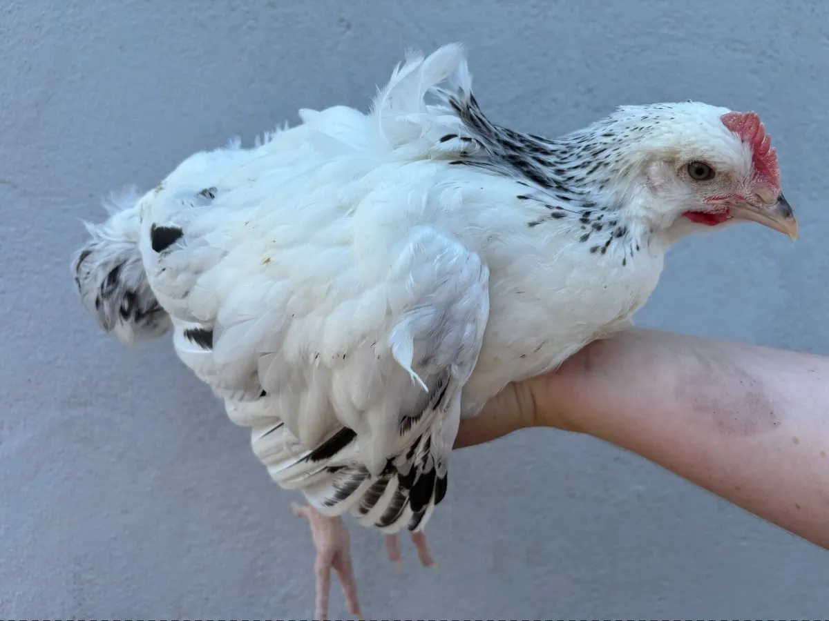 Pure Bred Light Sussex Rooster - Image 2