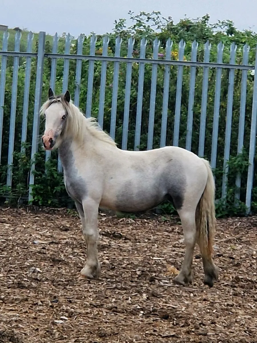 Filly - Image 1