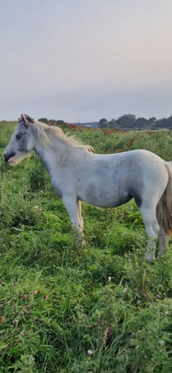 Filly - Image 2