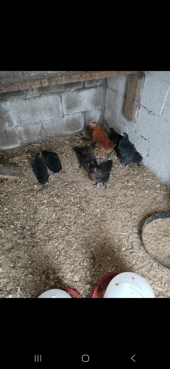 Bantam hens & large fowel - Image 3