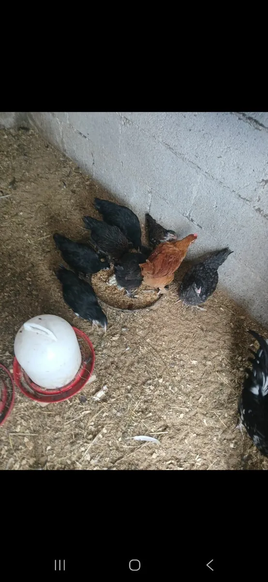 Bantam hens & large fowel - Image 4