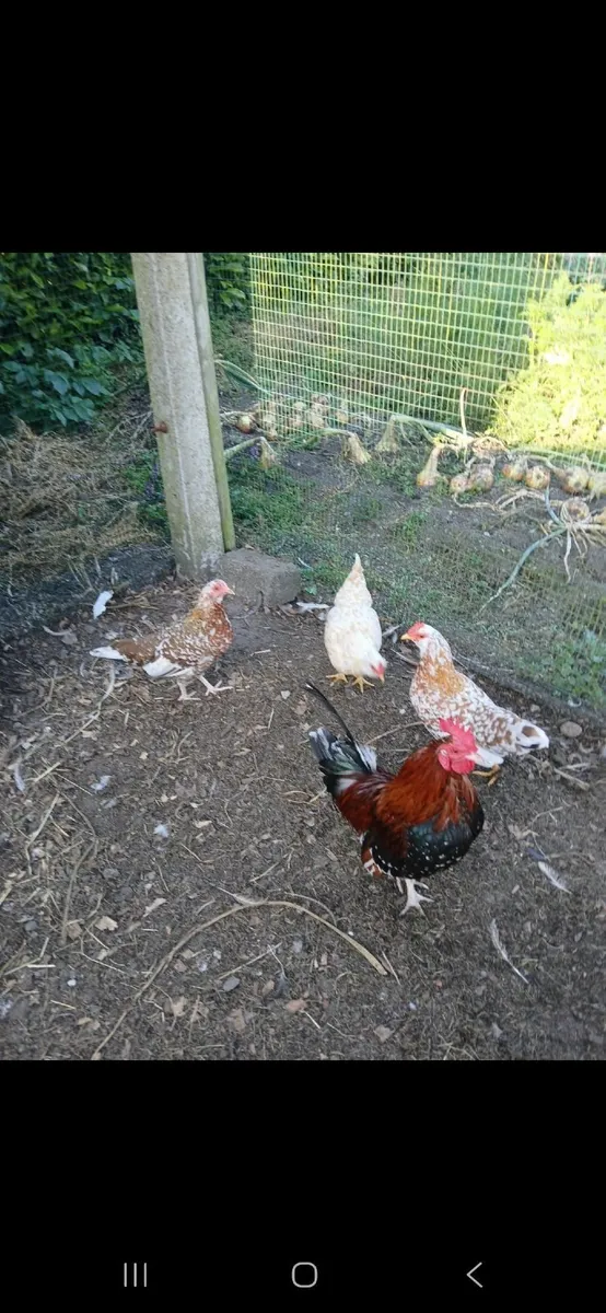 Bantam hens & large fowel - Image 1