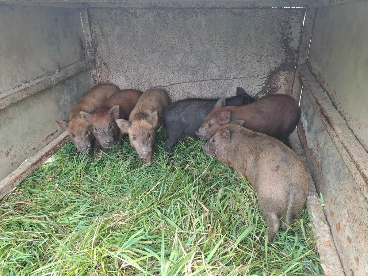 Pigs