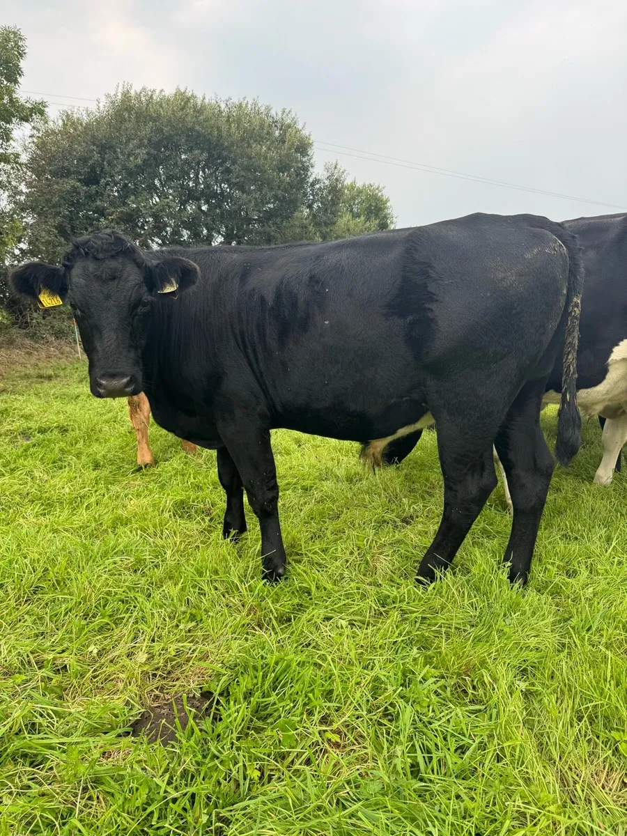10 bullocks. - Image 1