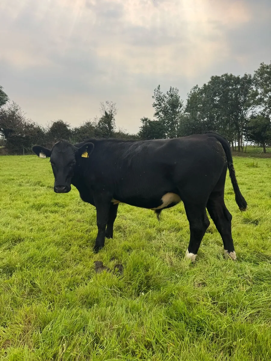 10 bullocks. - Image 2