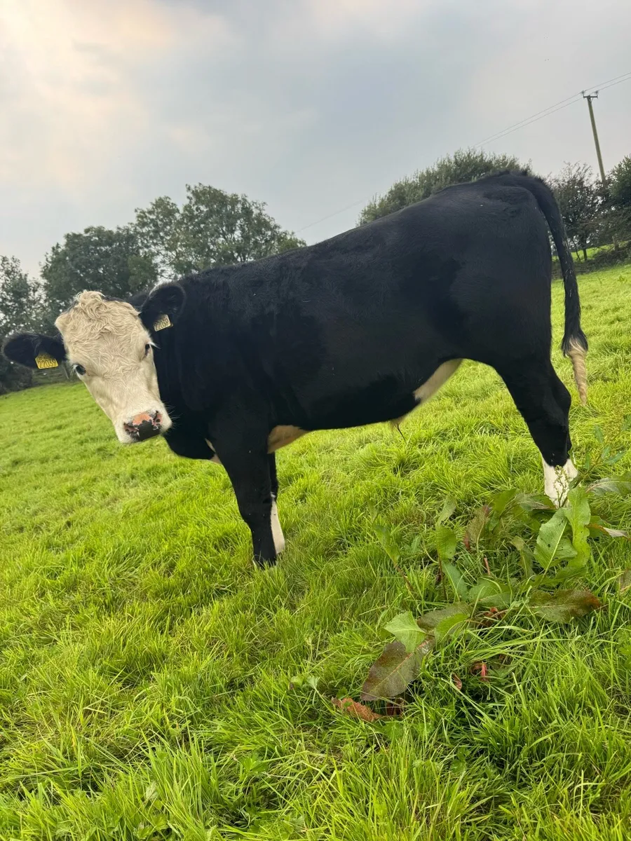 10 bullocks. - Image 3
