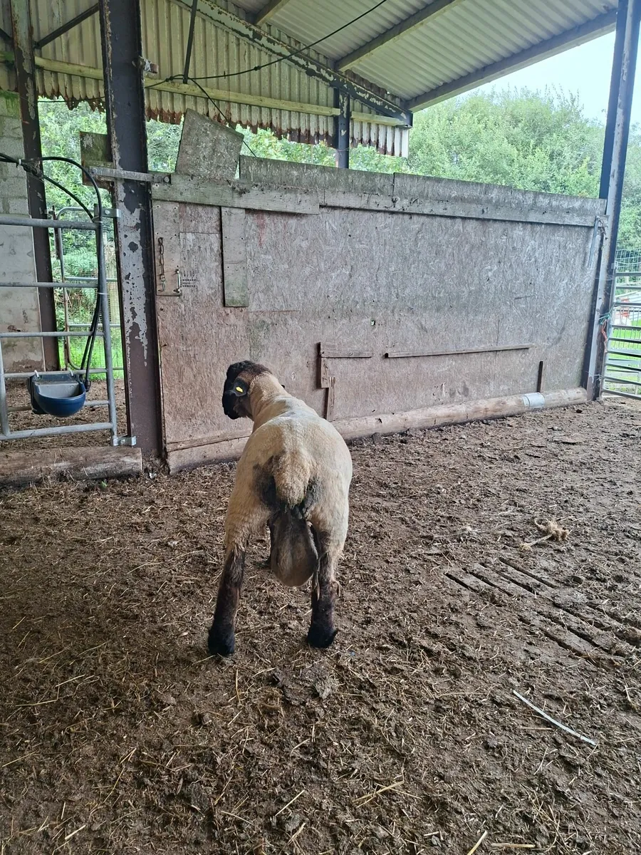 Suffolk Hogget - Image 2