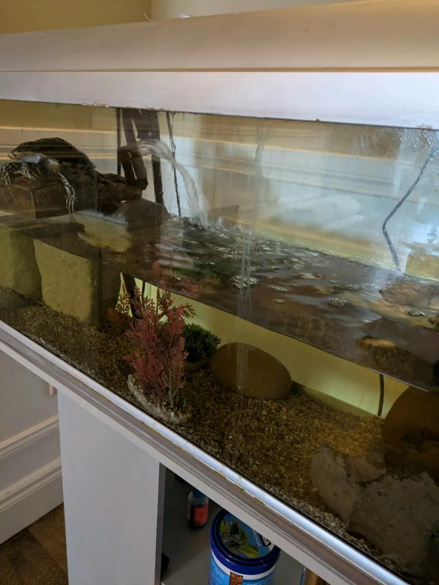 Yellowbelly Slider (Turtle) - Image 2