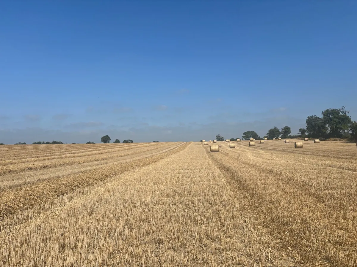 Wheaten Straw - Image 2